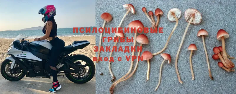 KRAKEN маркетплейс  Будённовск  Галлюциногенные грибы MAGIC MUSHROOMS 